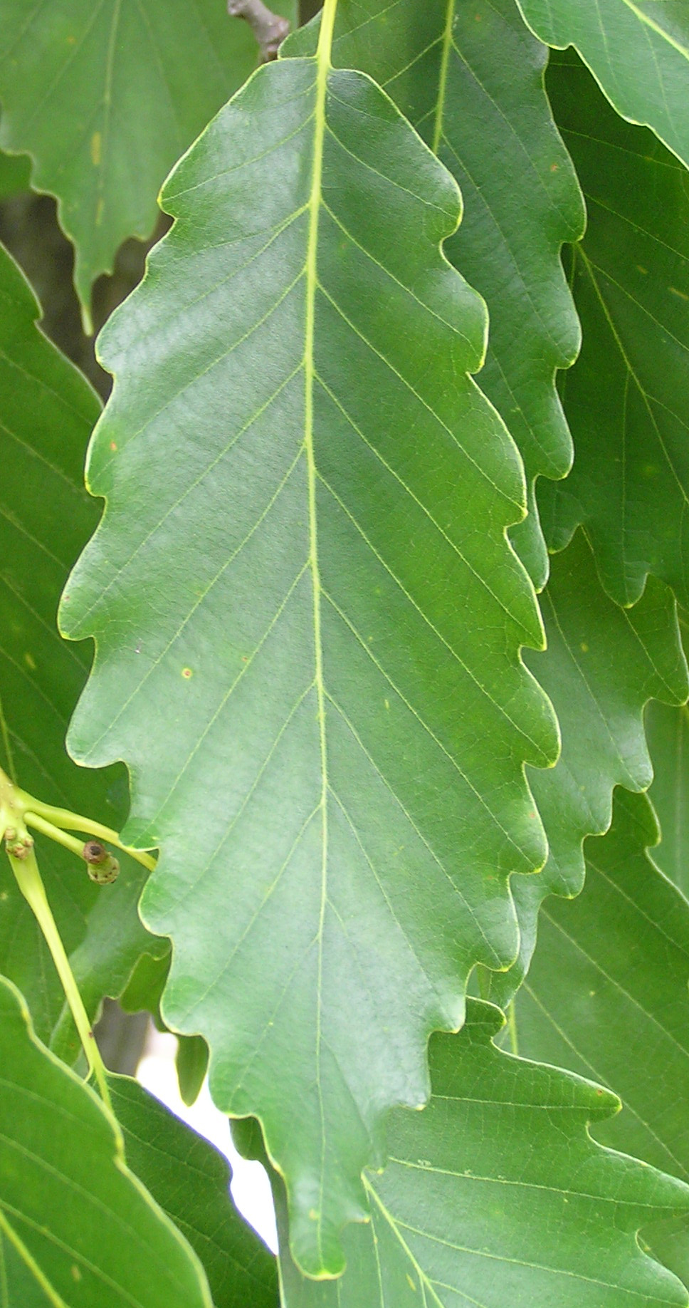 Chesnut Oak